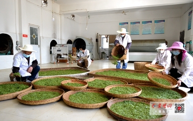 竹山“庸國(guó)翠”茶葉產(chǎn)業(yè)合作社開(kāi)園產(chǎn)茶，引領(lǐng)茶葉加工新篇章