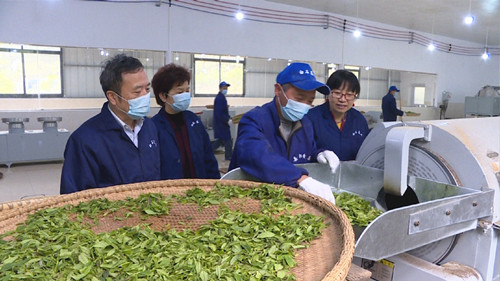 白石千車嶺茶業(yè)公司黃茶入選國(guó)家農(nóng)業(yè)標(biāo)準(zhǔn)化試點(diǎn)示范項(xiàng)目，引領(lǐng)茶葉加工新高度